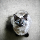Illustration for article titled 369 Absolutely Adorable Pet Wallpapers